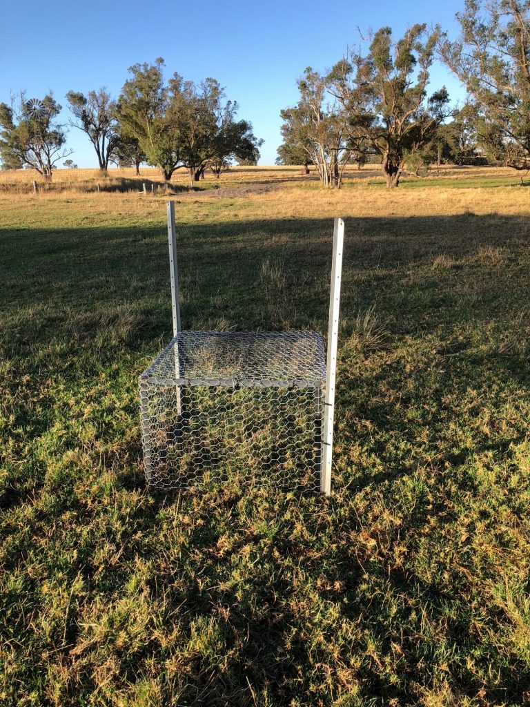 Pasture cages on site 768x1024